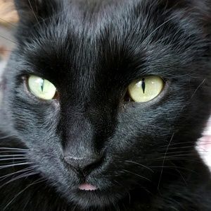 Meet your Posher, Ann